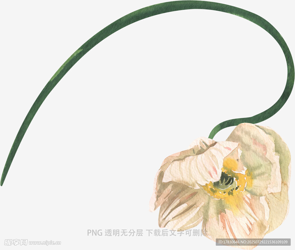 优雅低垂的浅色花朵