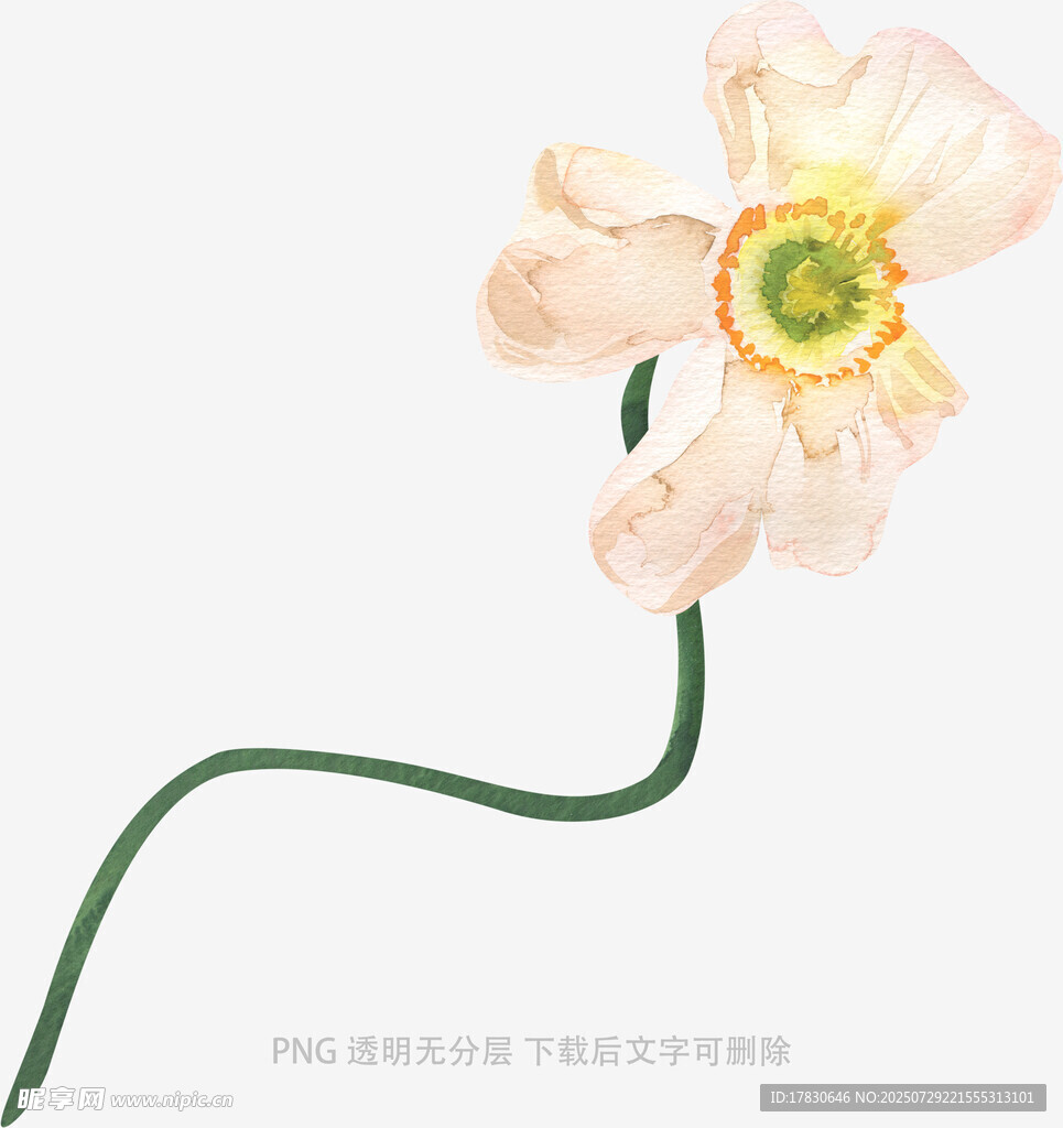 单枝淡色花朵特写
