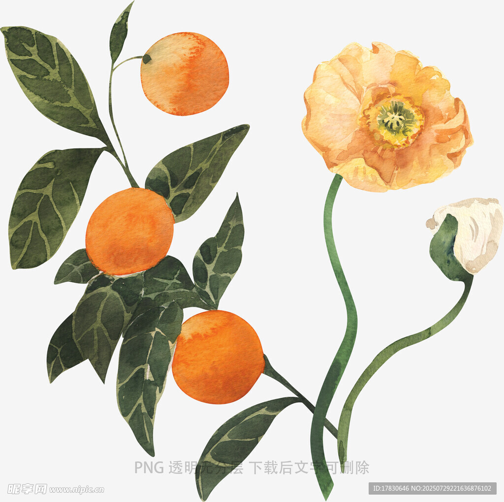 手绘橙花与果实插画