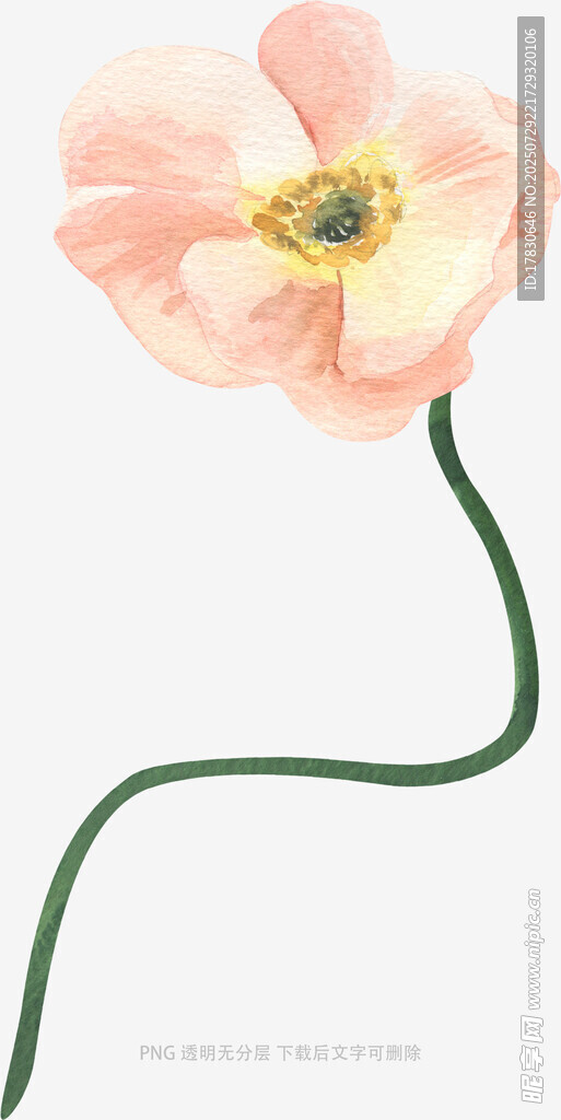 水彩花卉