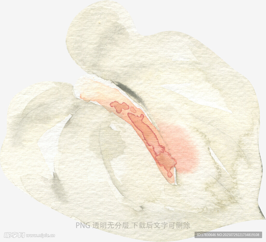 手绘淡雅花朵特写