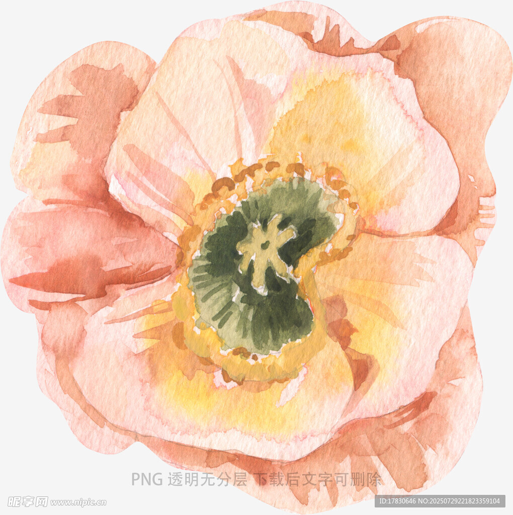 水彩绘粉色花朵特写
