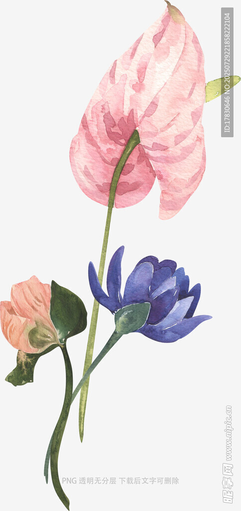 水彩花卉插画