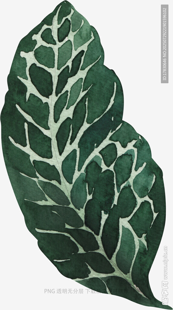 手绘深绿脉络独特叶片