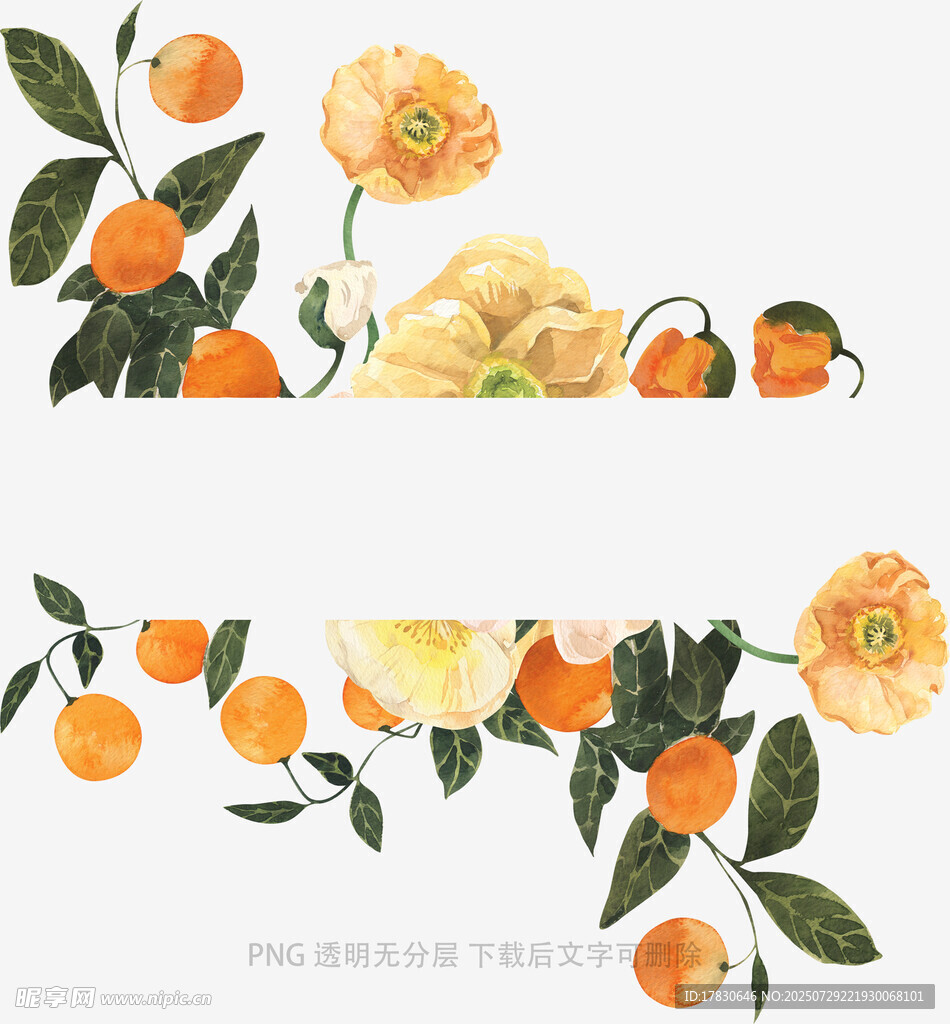 手绘橘花与果实插画