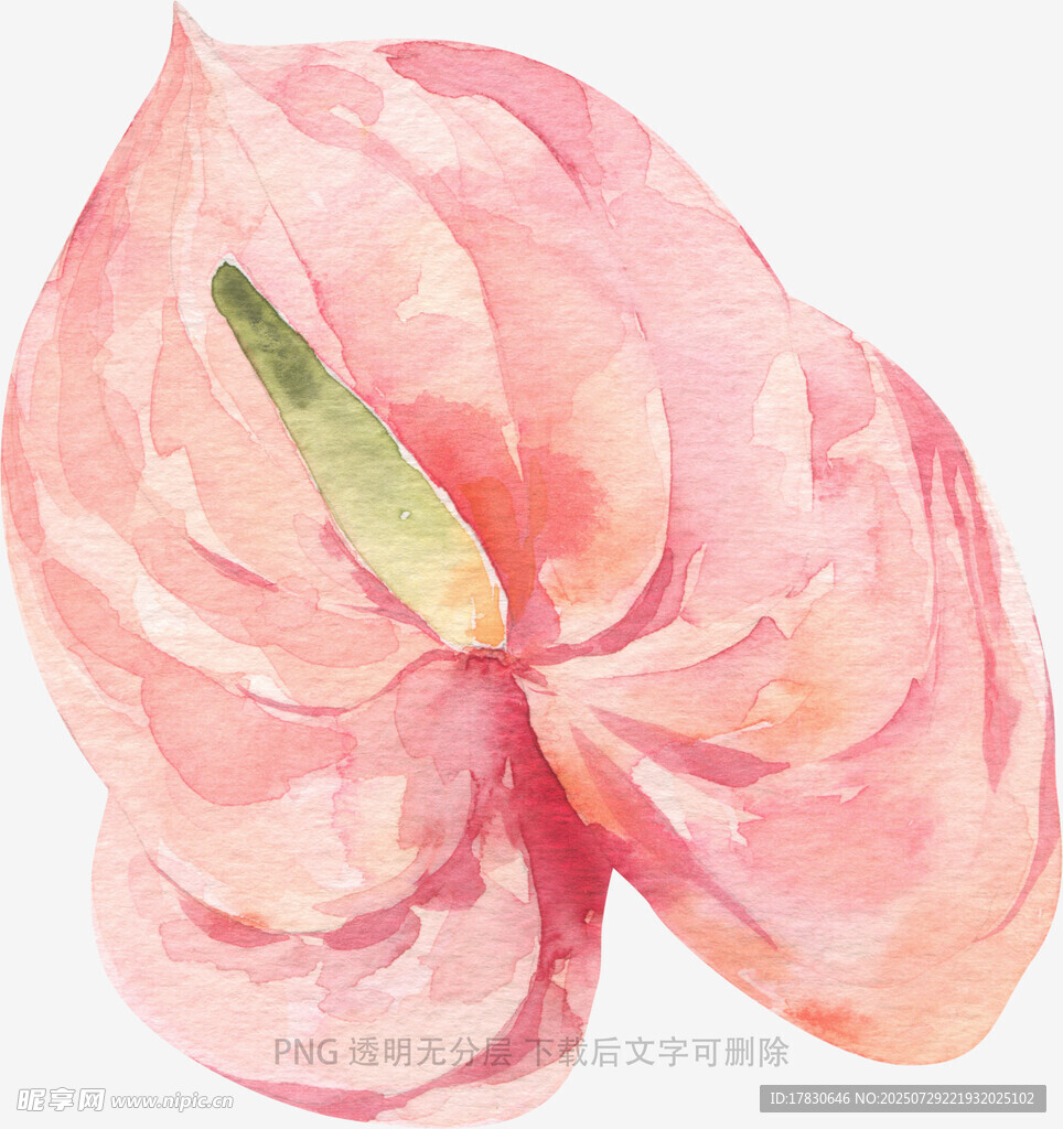 粉色水彩绘红掌花朵