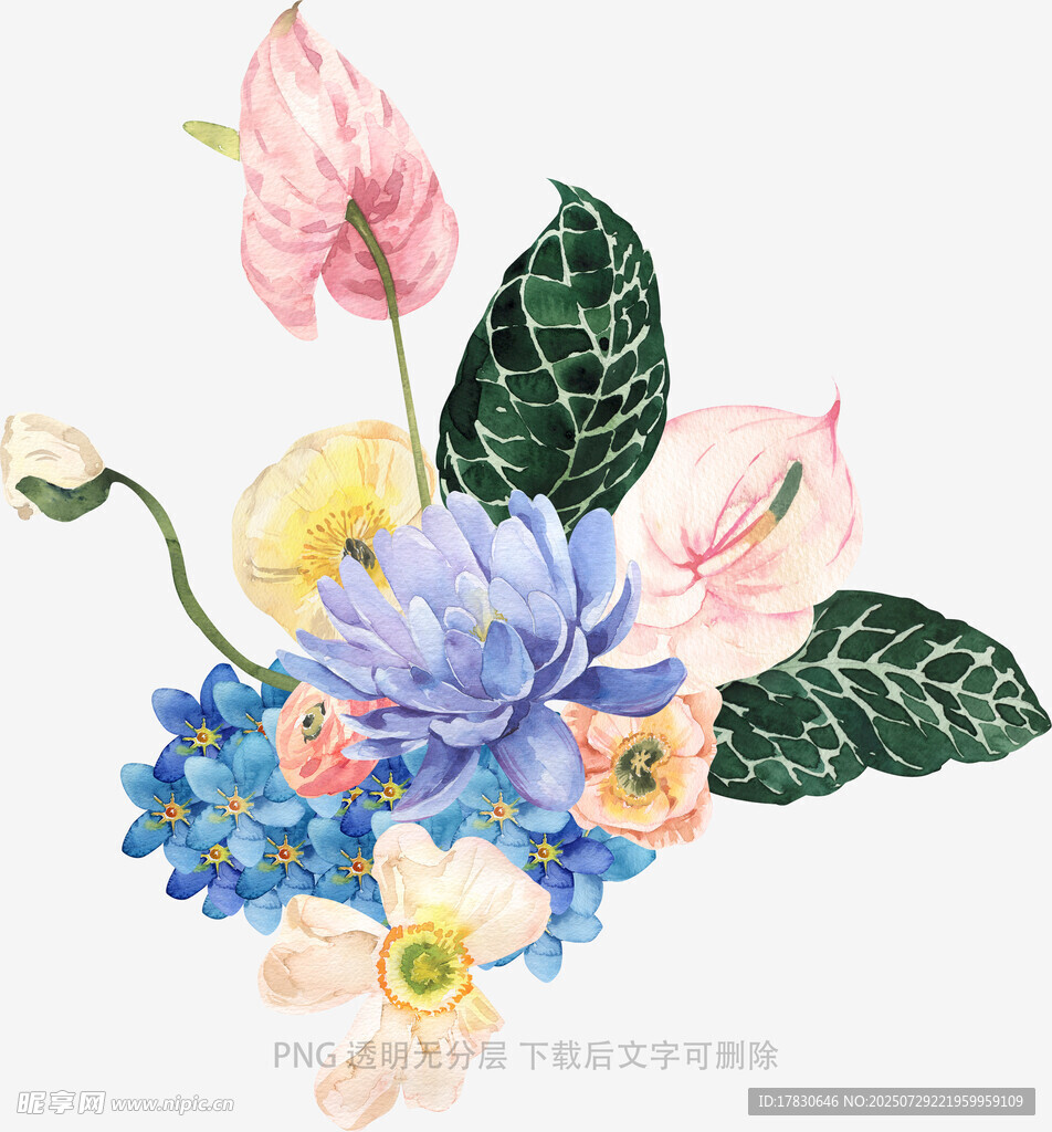 水彩花卉插画组合