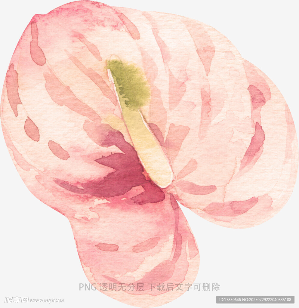 粉色水彩绘红掌花朵