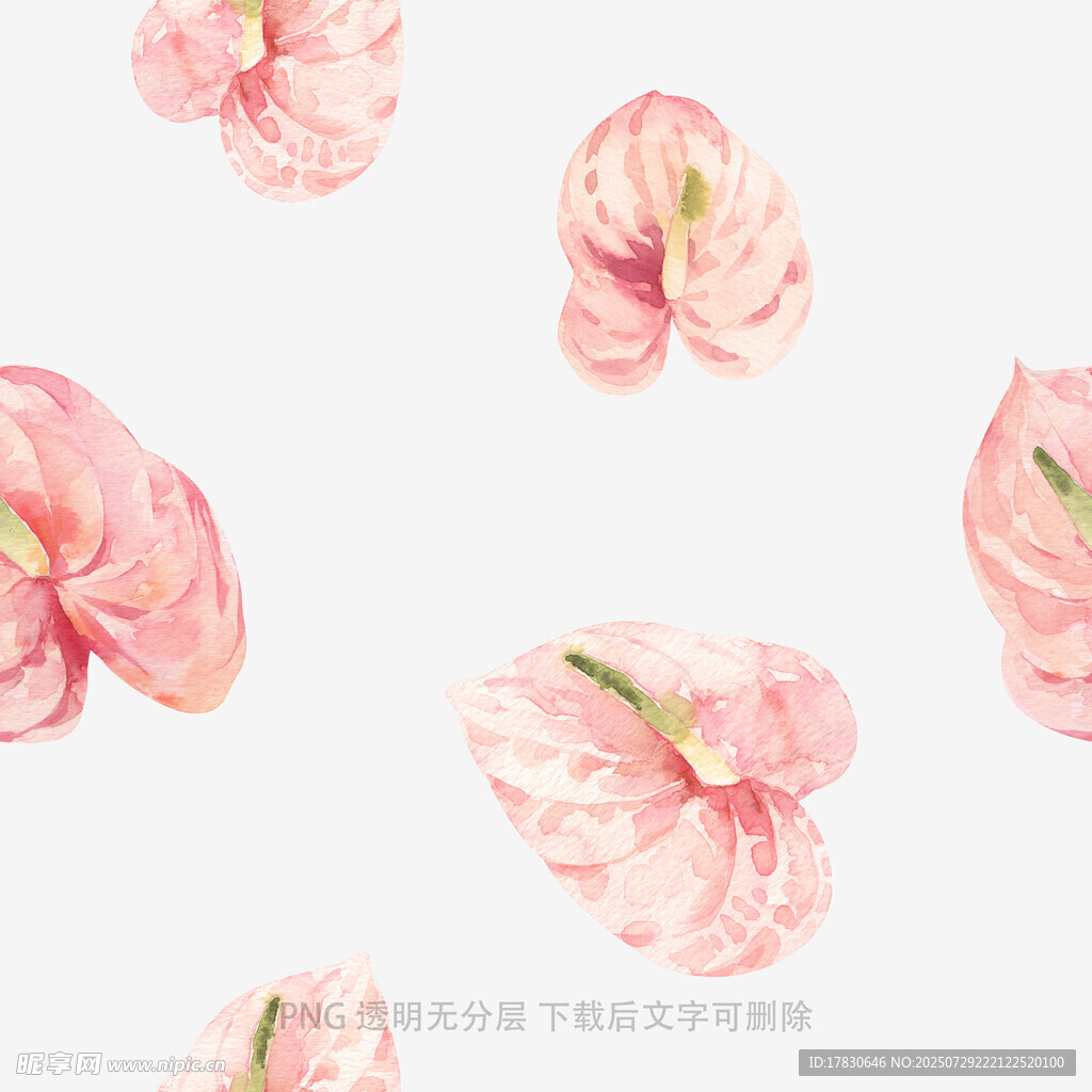 粉色火鹤花水彩图案