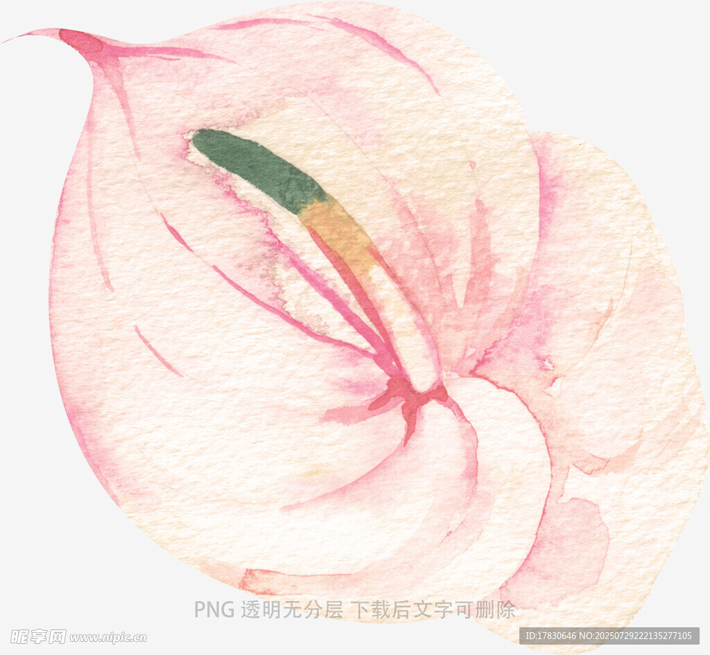 手绘粉色海芋花