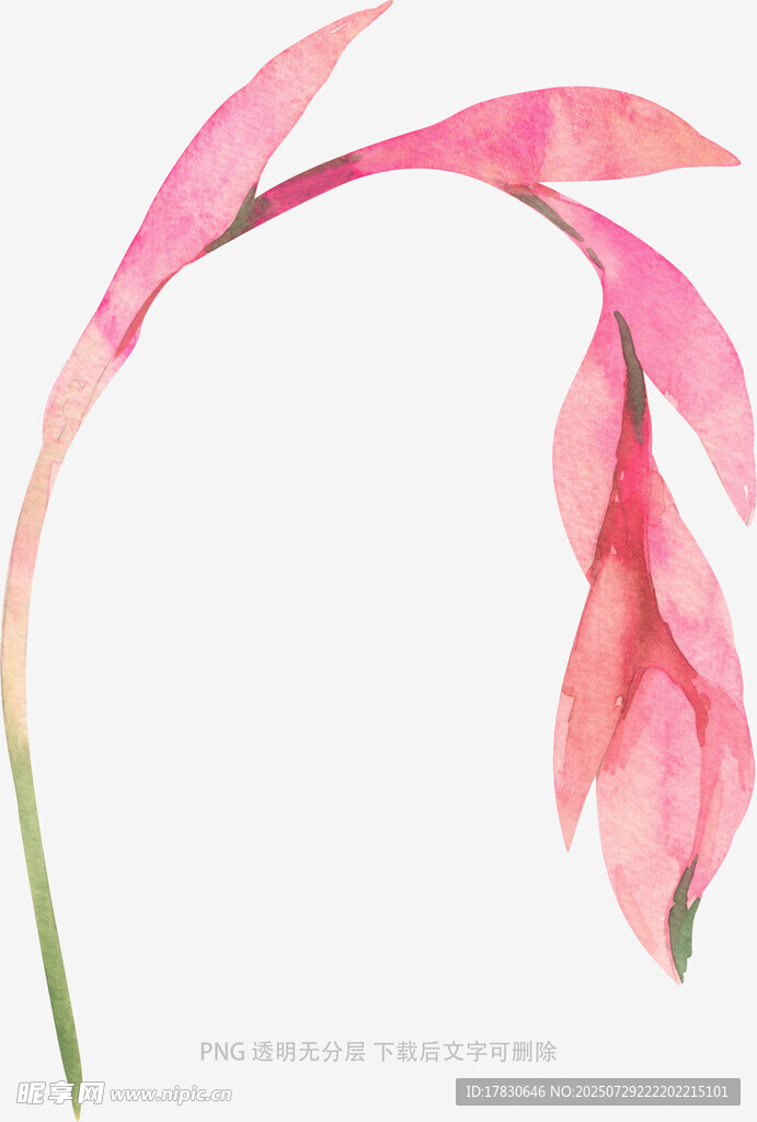 粉色柔美花卉水彩画