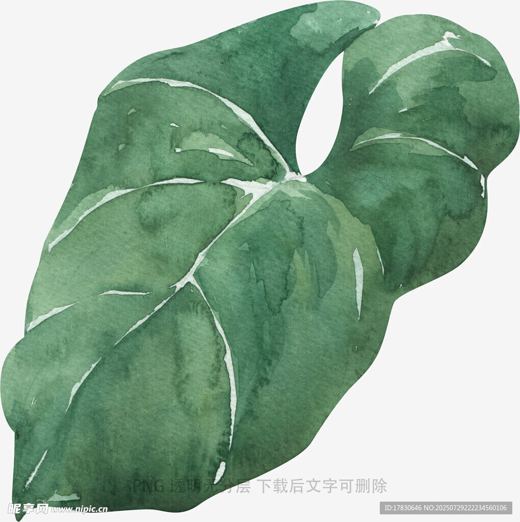 水彩绘绿色龟背竹叶
