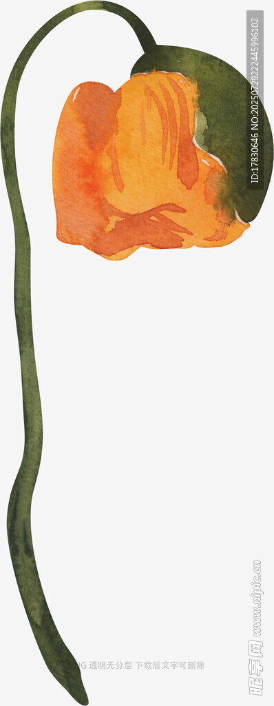 橙色花朵插画