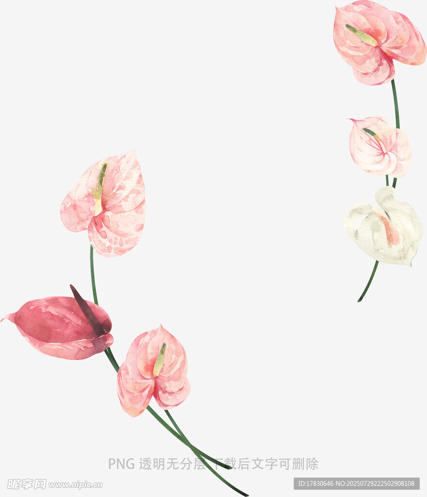 粉色花卉插画