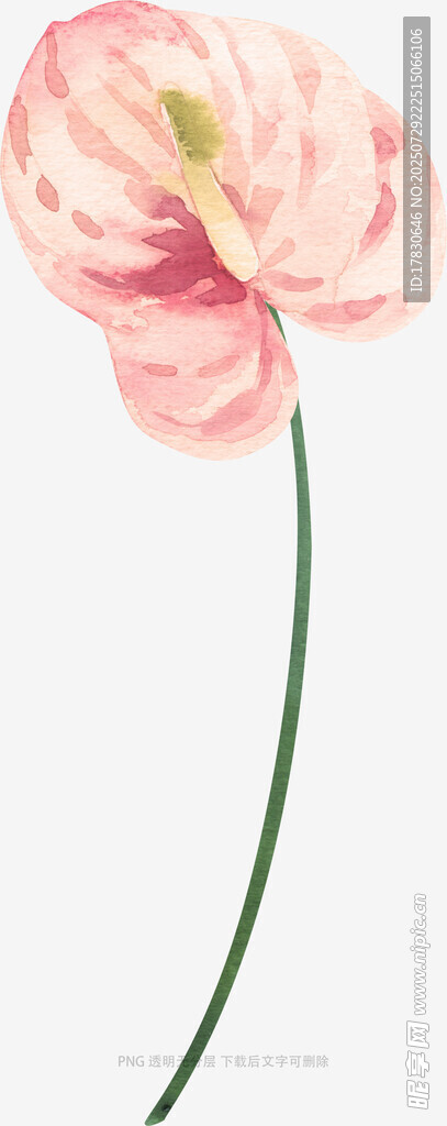 粉色海芋花特写