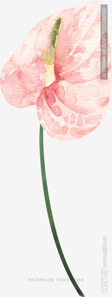 粉色海芋花特写