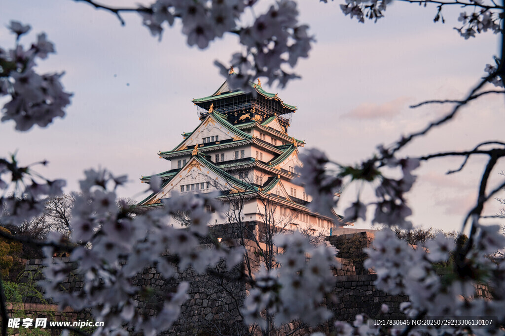 大阪城公园樱花烂漫