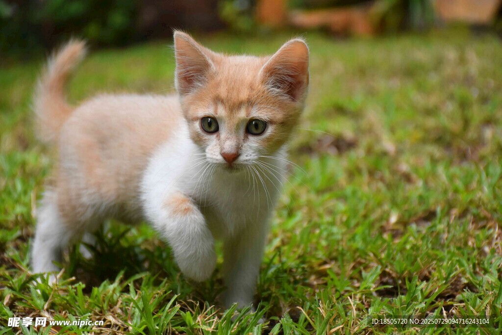 草地上的可爱小猫咪