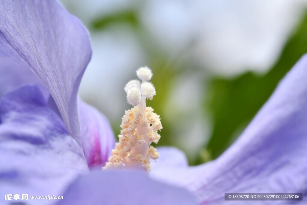 紫色花朵内的花蕊特写