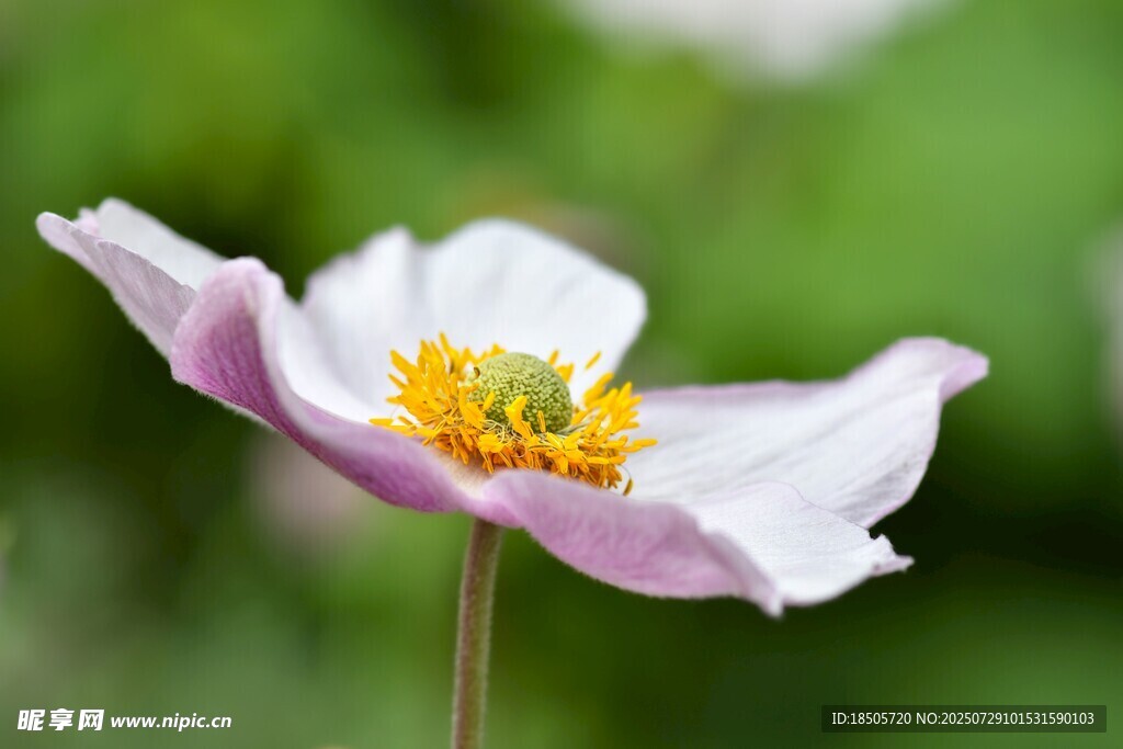 美丽银莲花绽放