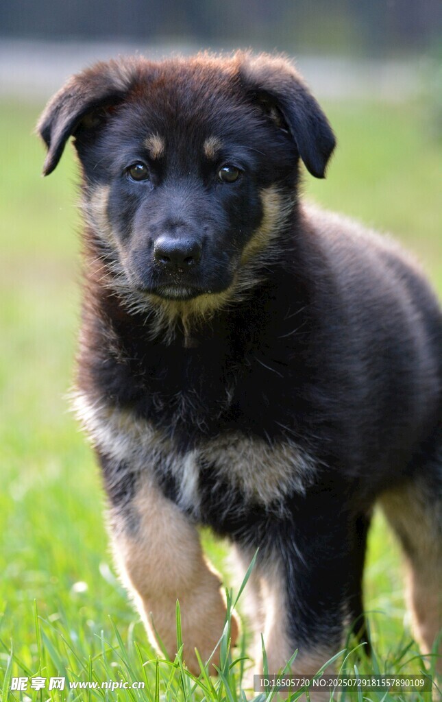 草地上的可爱小猎犬