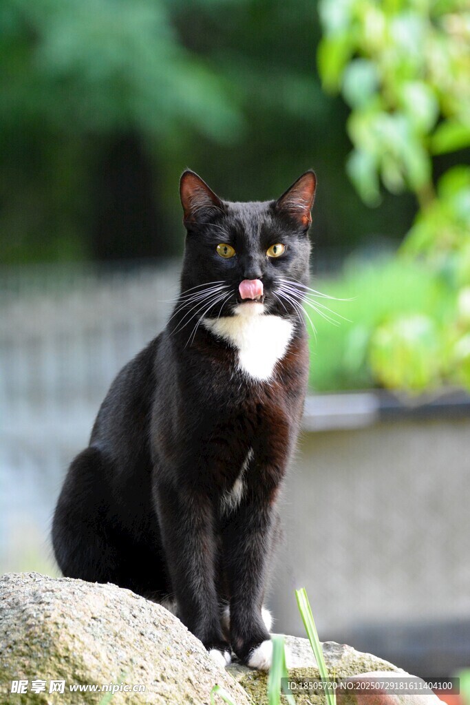 黑猫坐石上
