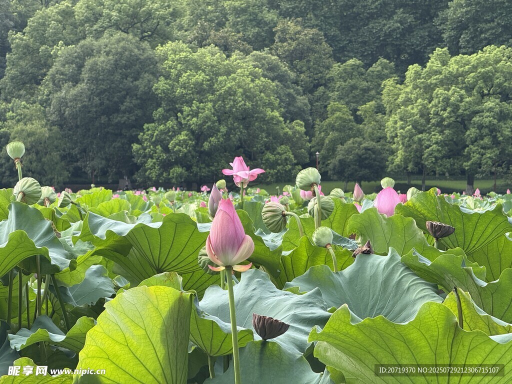 夏日荷塘荷花绽放