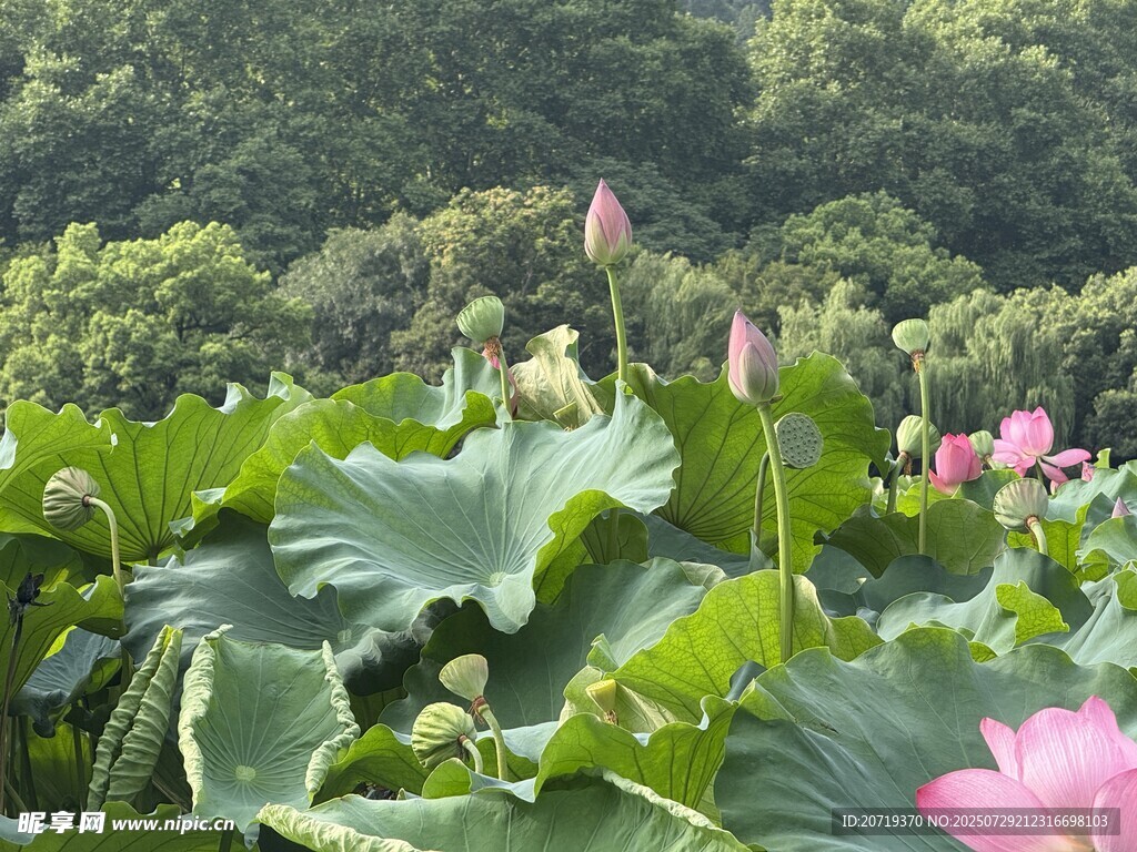夏日荷塘美景