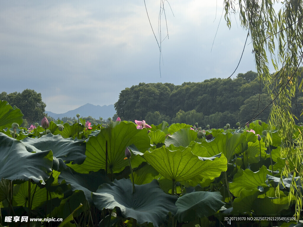夏日荷塘美景