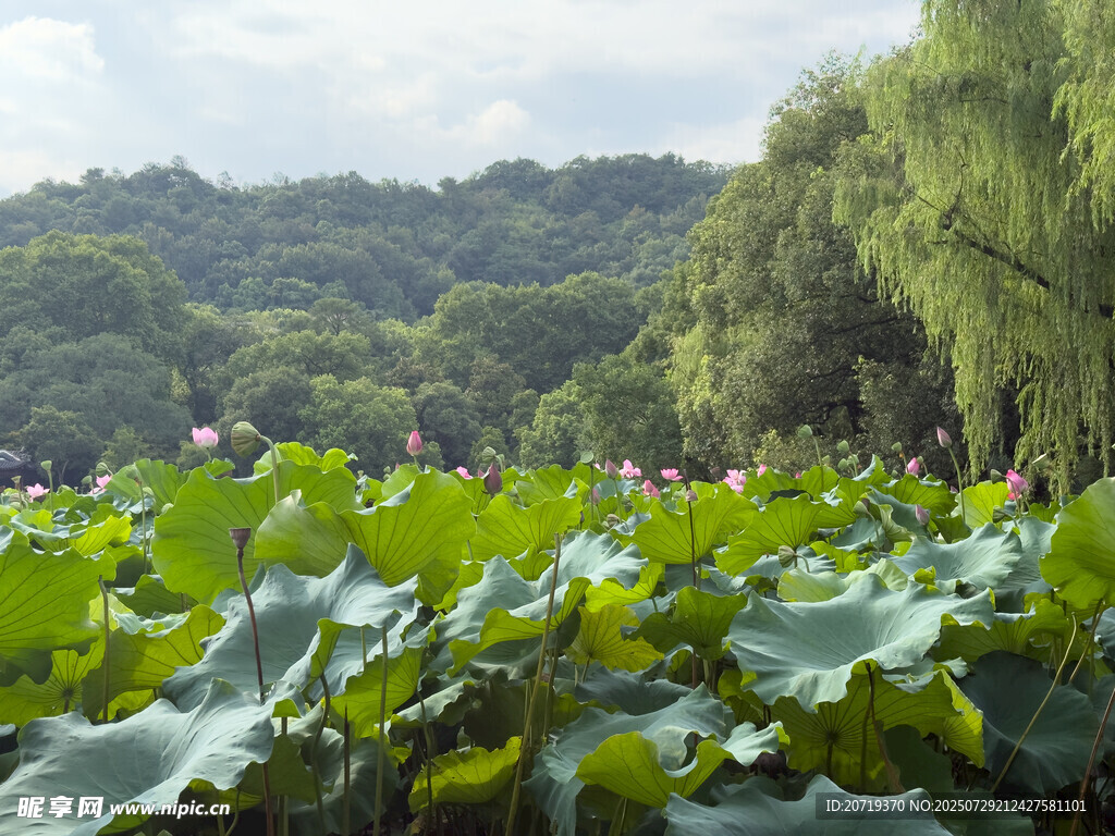 夏日荷塘美景
