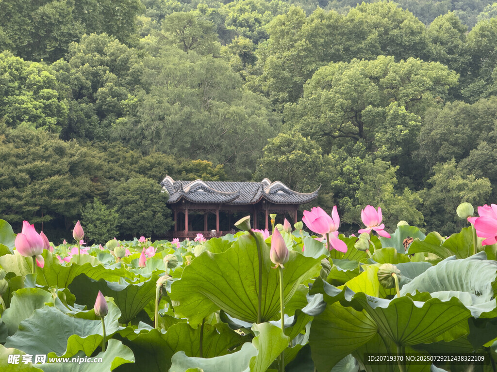 荷塘中的中式建筑美景