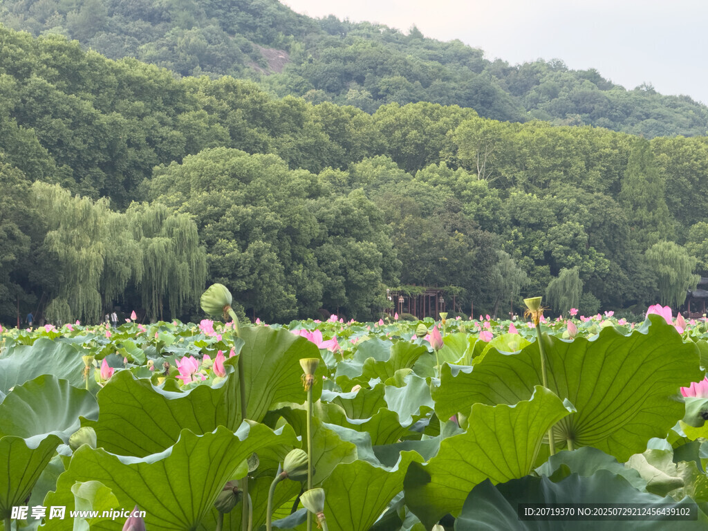夏日荷塘美景
