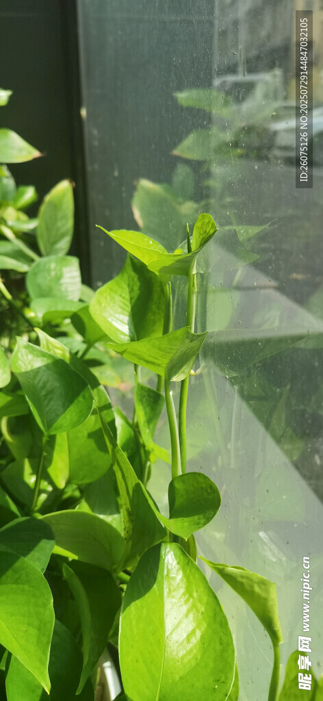 翠绿生机的室内绿植景观