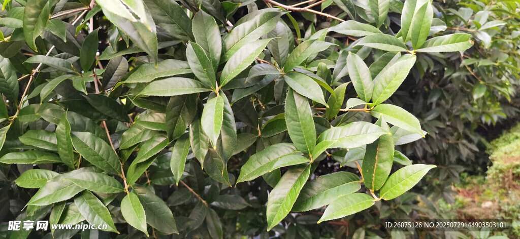 绿叶繁茂的植物枝叶