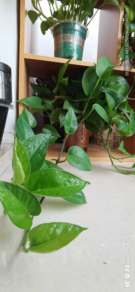 室内绿植藤蔓