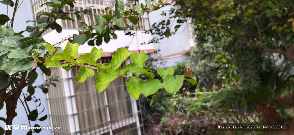 翠绿的枝叶