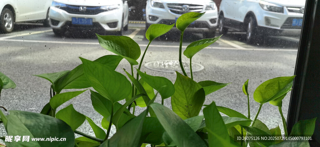 透明玻璃窗边绿植繁茂生长的景象