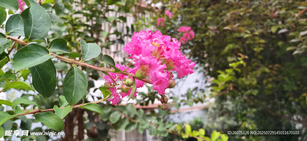 娇艳绽放的粉色花卉