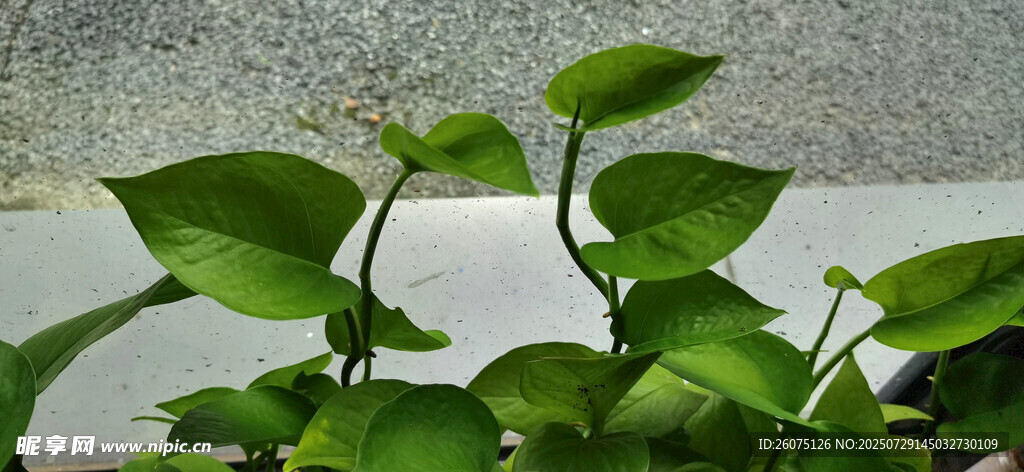 透明玻璃窗边翠绿绿萝生机盎然