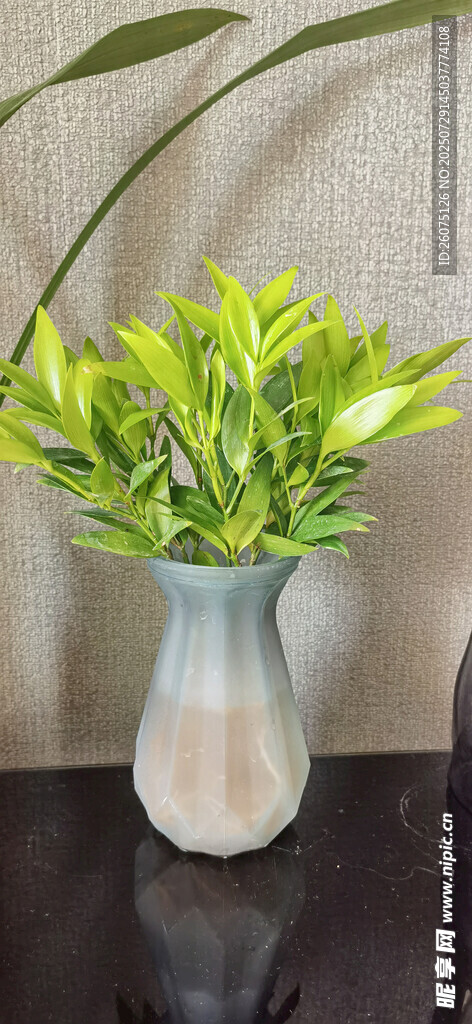 花瓶中的翠绿清新绿植