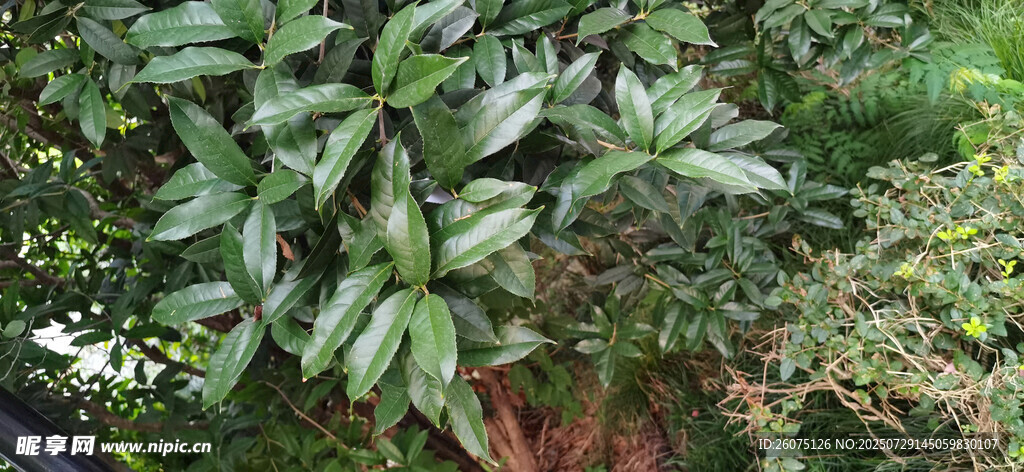 绿叶婆娑的繁茂植物