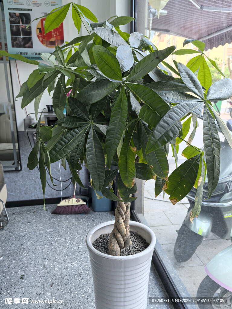 室内绿植盆栽鹅掌柴