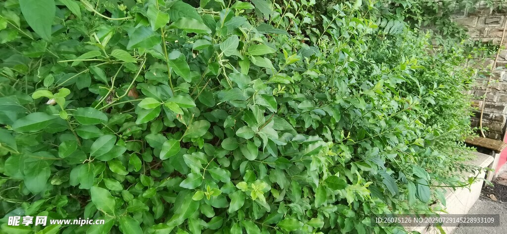 繁茂绿植景观