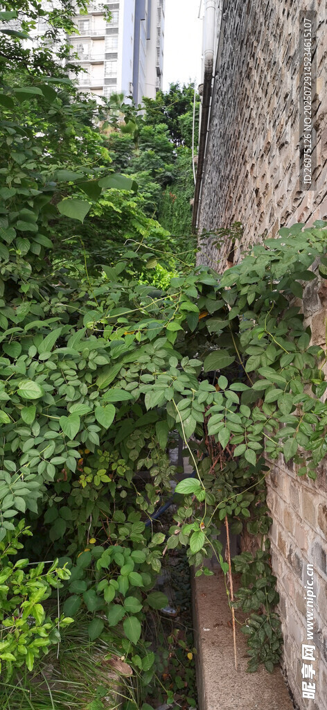 墙边繁茂绿植生机盎然