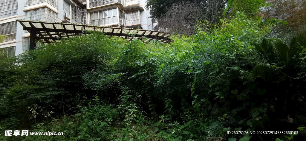 繁茂绿植旁的建筑一角