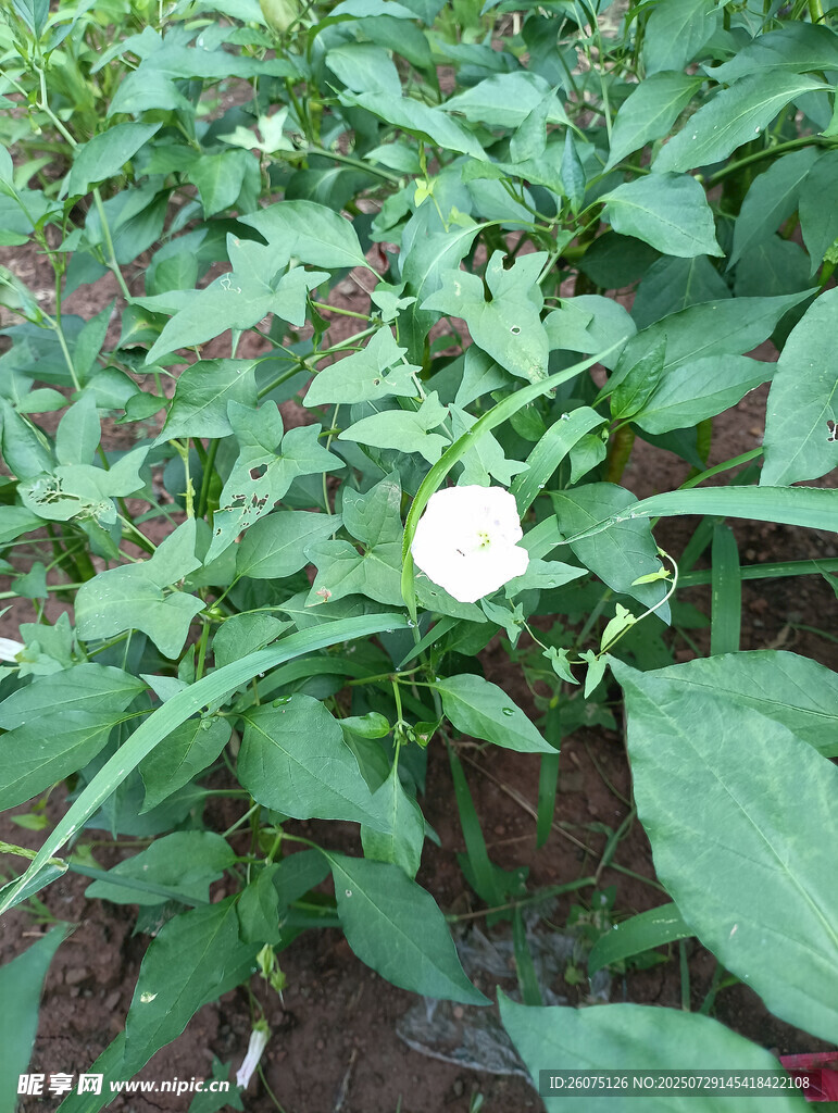 绿叶丛中的白色牵牛花