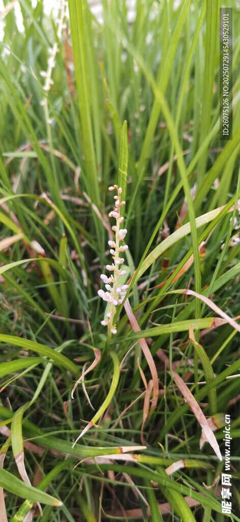 翠绿茂盛的野外麦冬花草植物