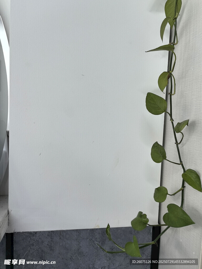 空白墙角藤蔓植物生机盎然