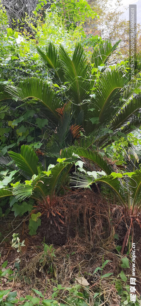 茂密铁树与绿植景观