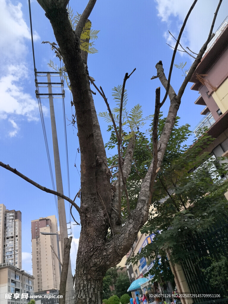 城市居民区的枯树与枯枝